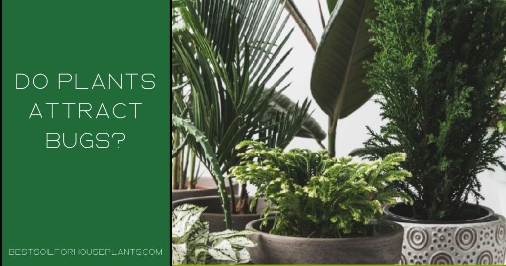 Do Plants Attract Bugs How To Best Care 5 Tips