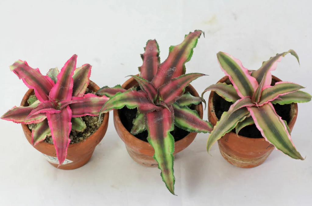 how to care cryptanthus acaulis