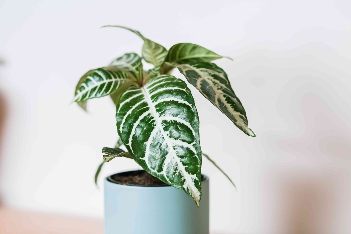 Zebra Plant Care The Best Gardener's Guide From 2022