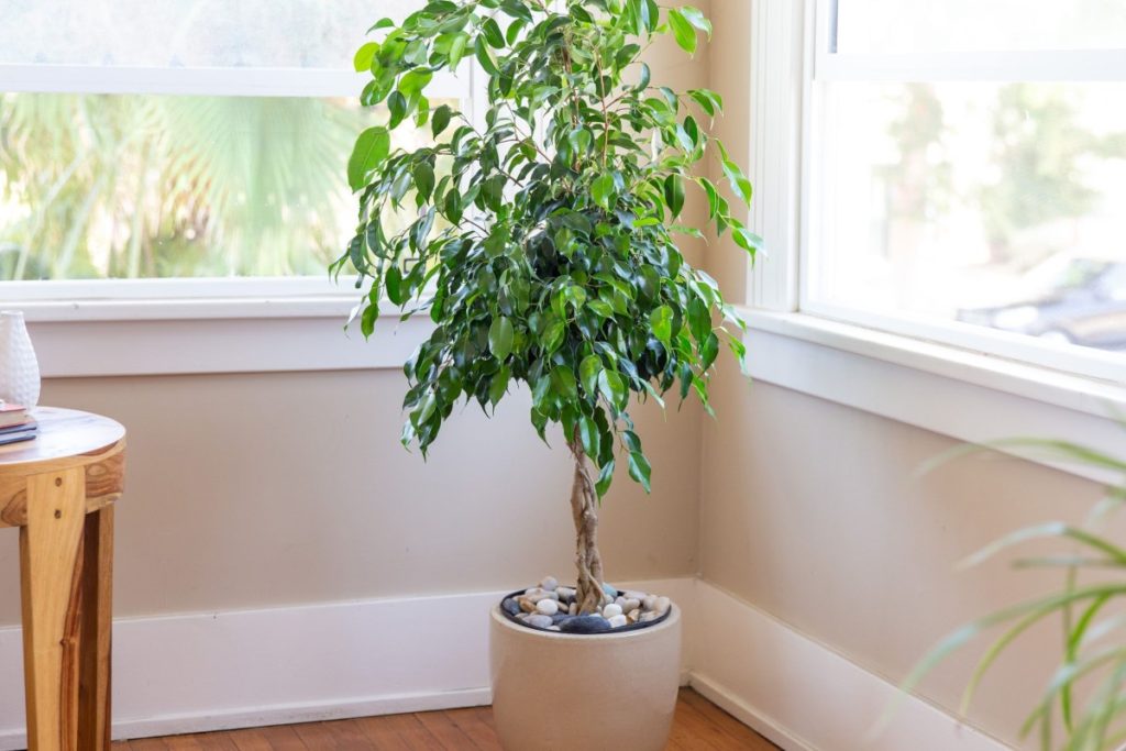 3ficus