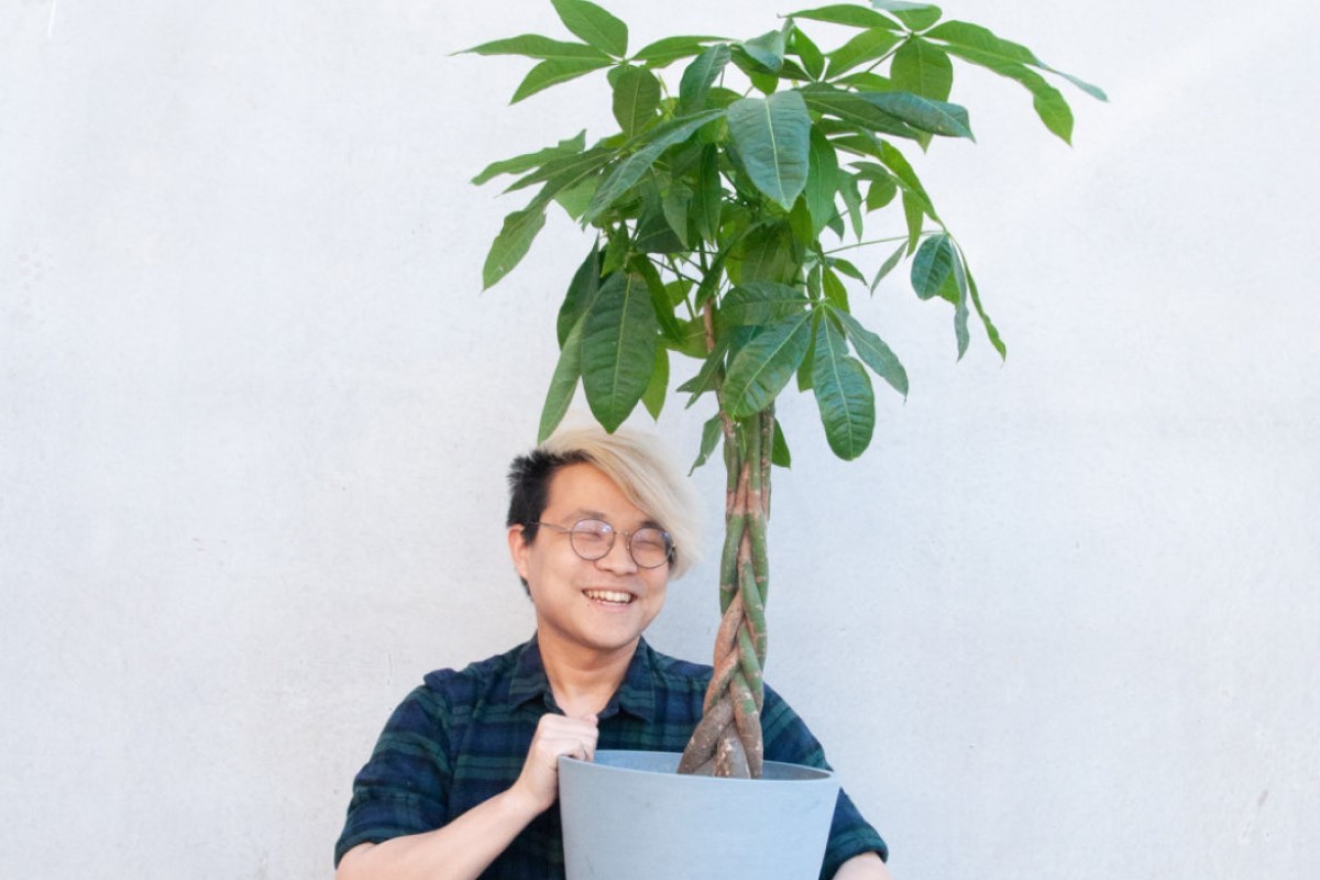 How To Revive Money Tree The Best Stepbystep Guide 2022