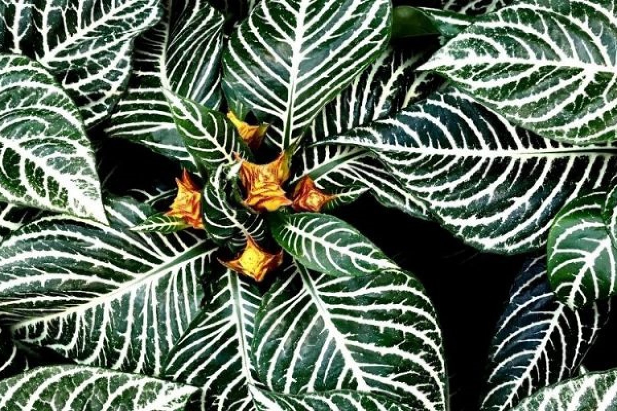 Zebra Plant Care The Best Gardener's Guide From 2022