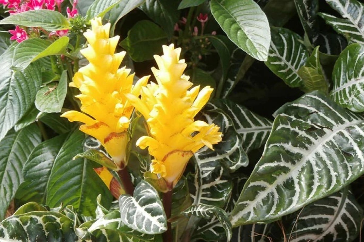 Zebra Plant Care The Best Gardener's Guide From 2022