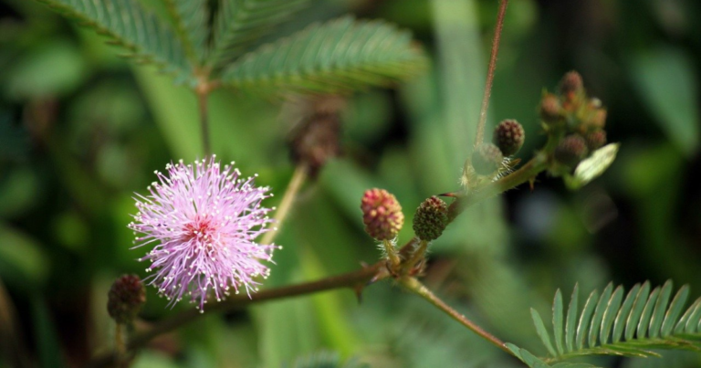 Mimosa Pudica Care - An Awesome Guide 2022 To Grow Mimosa