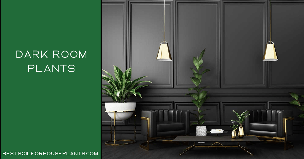 Dark room plants: The Best house Plant Options for 2022