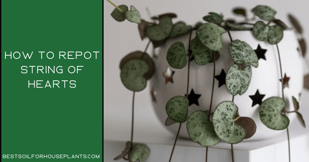 How to repot string of hearts: best step by step guide 2022