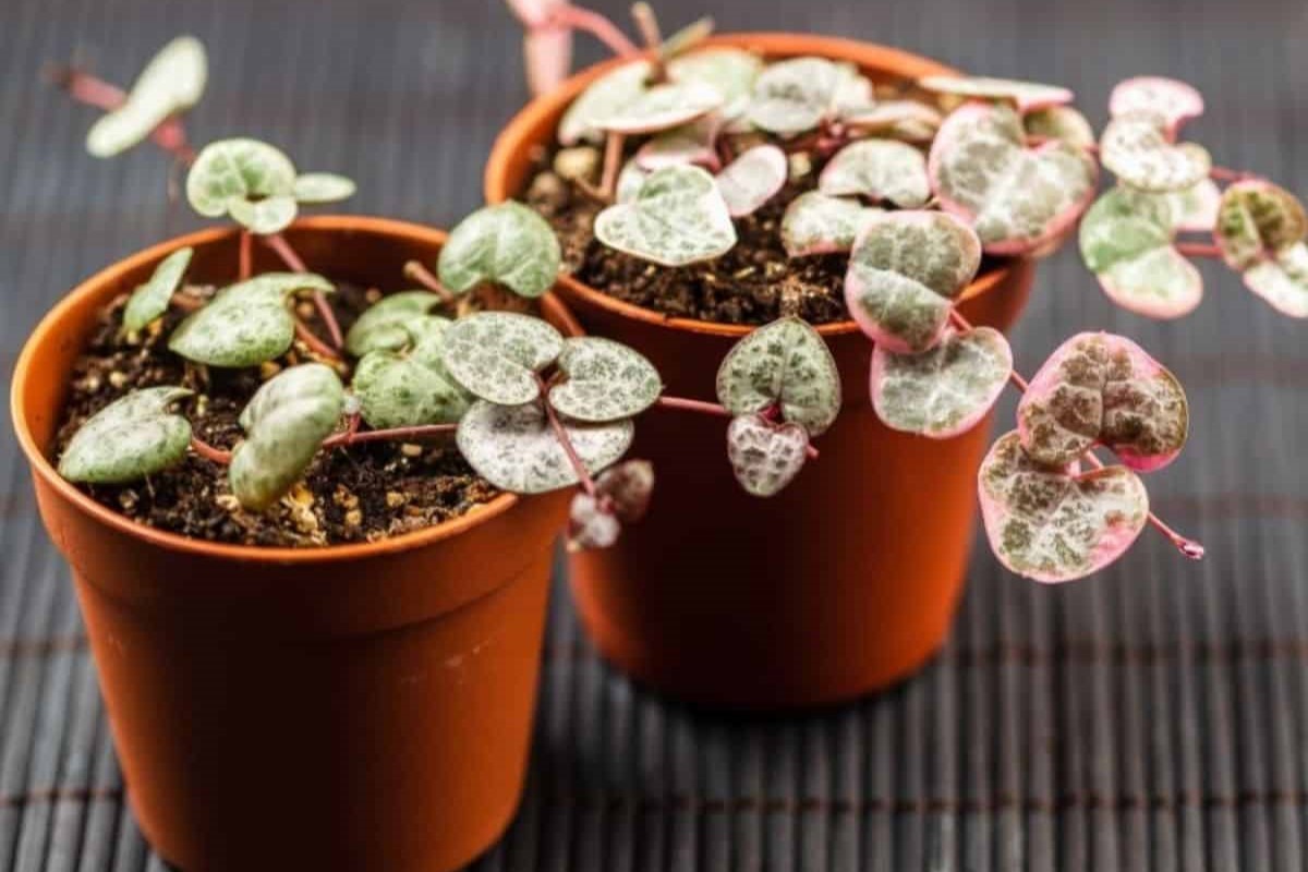 How To Repot String Of Hearts Best Step By Step Guide 2022