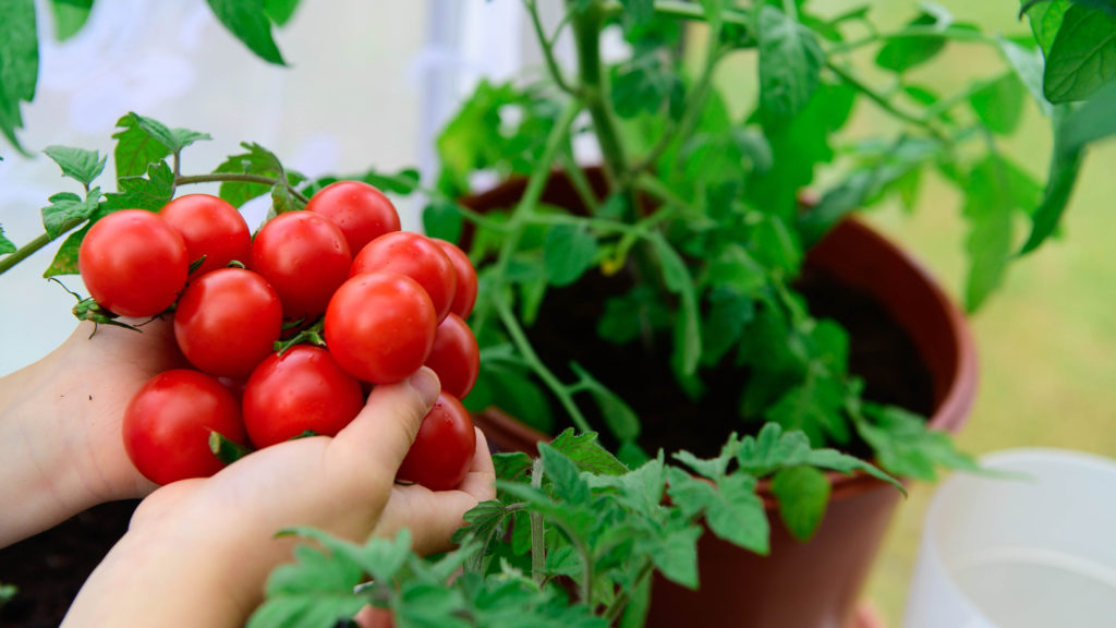  best soil for tomatoes in pots