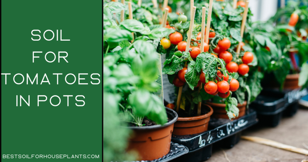 The 8 Best Soil For Tomatoes In Pots