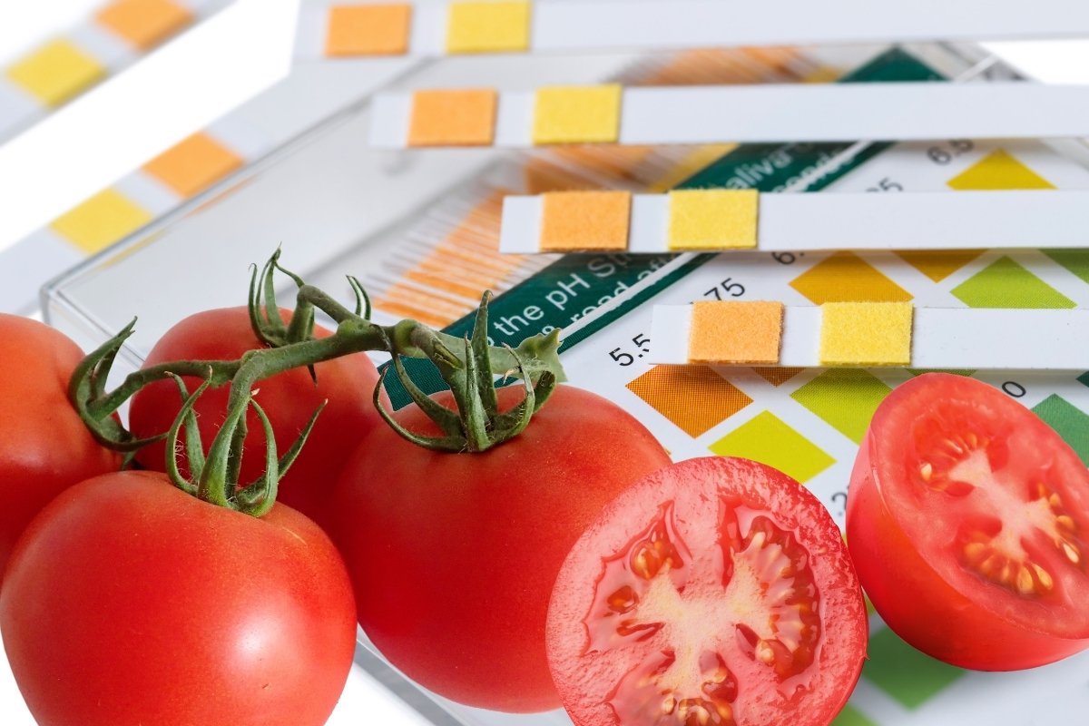 The 8 Best Soil For Tomatoes In Pots