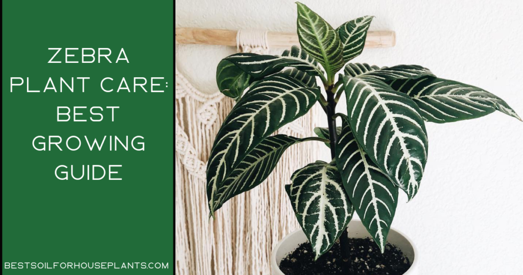 Zebra Plant Care The Best Gardener's Guide From 2022
