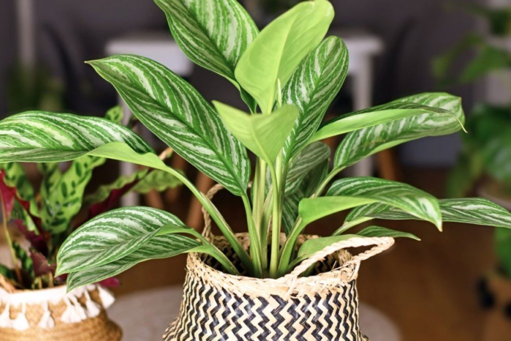 aglaonema