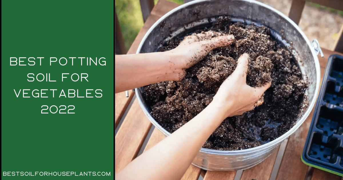 Best potting soil for vegetables: Best Guide from 2022