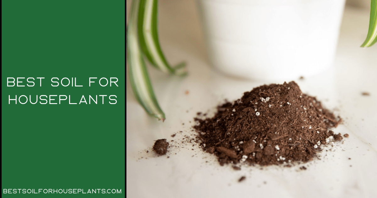 Best Soil for Houseplants: A Detailed Buying Guide 2022