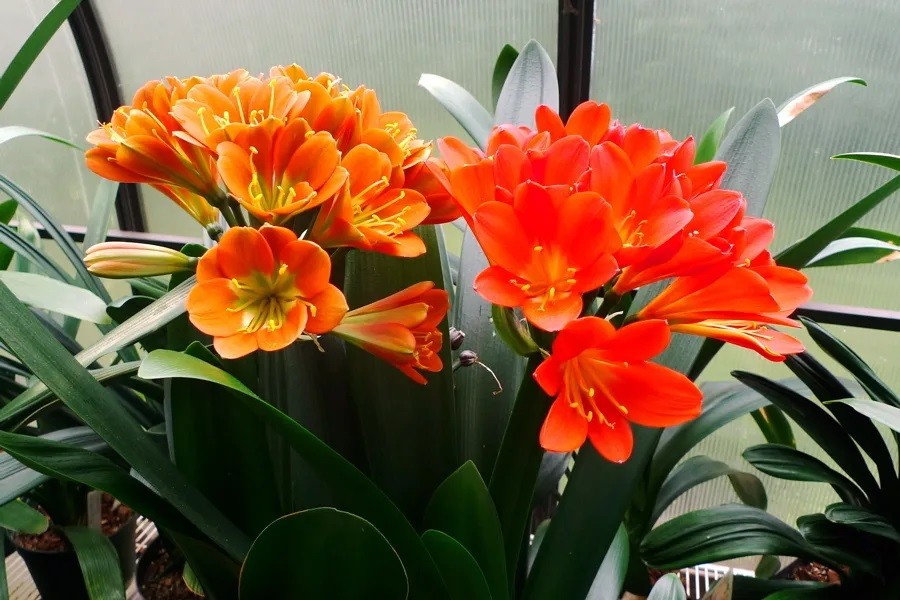 clivia