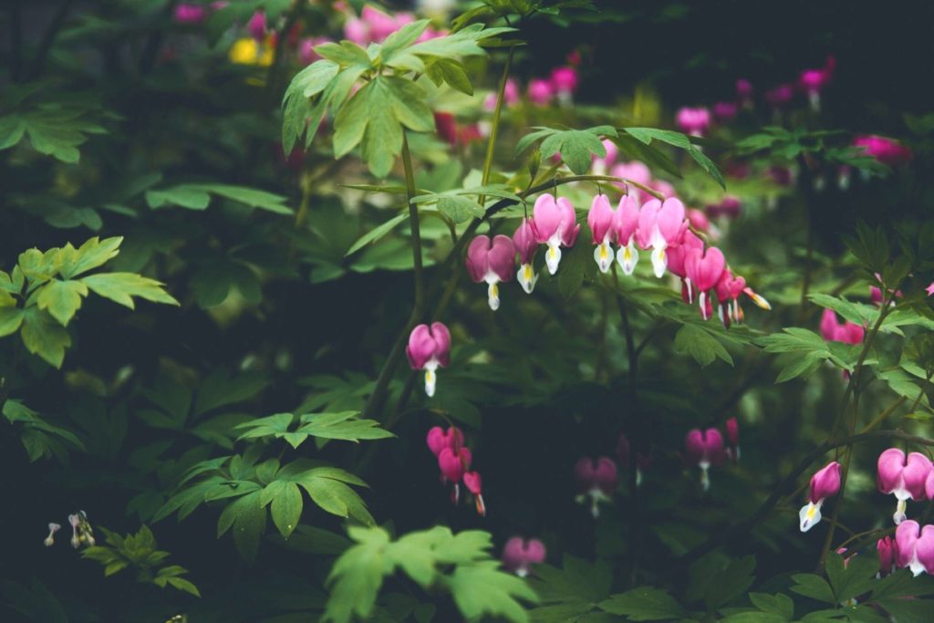 dicentra