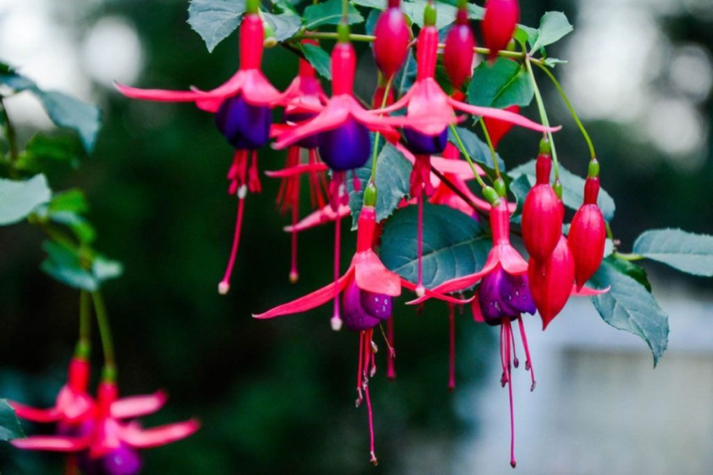 fuchsia