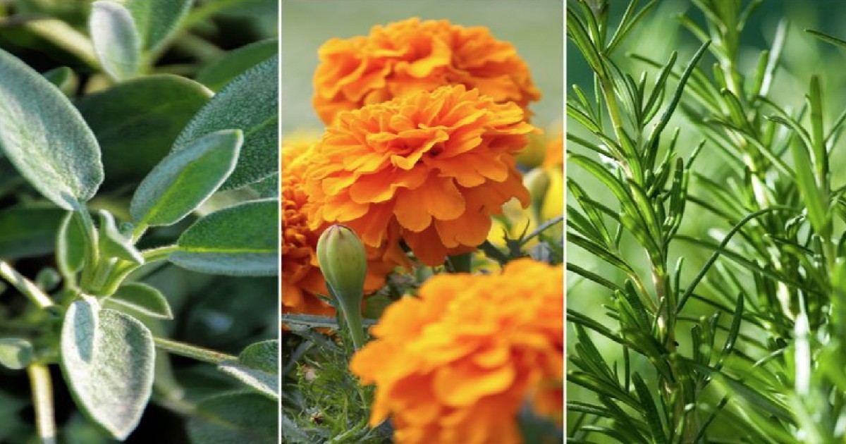 Do Plants Attract Bugs? How To Best Care (5+ Tips)