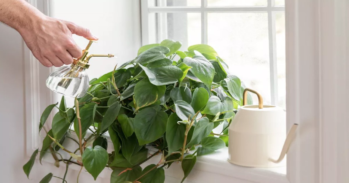 Do Plants Attract Bugs? How To Best Care (5+ Tips)