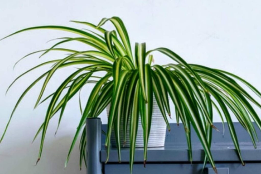 spider plant