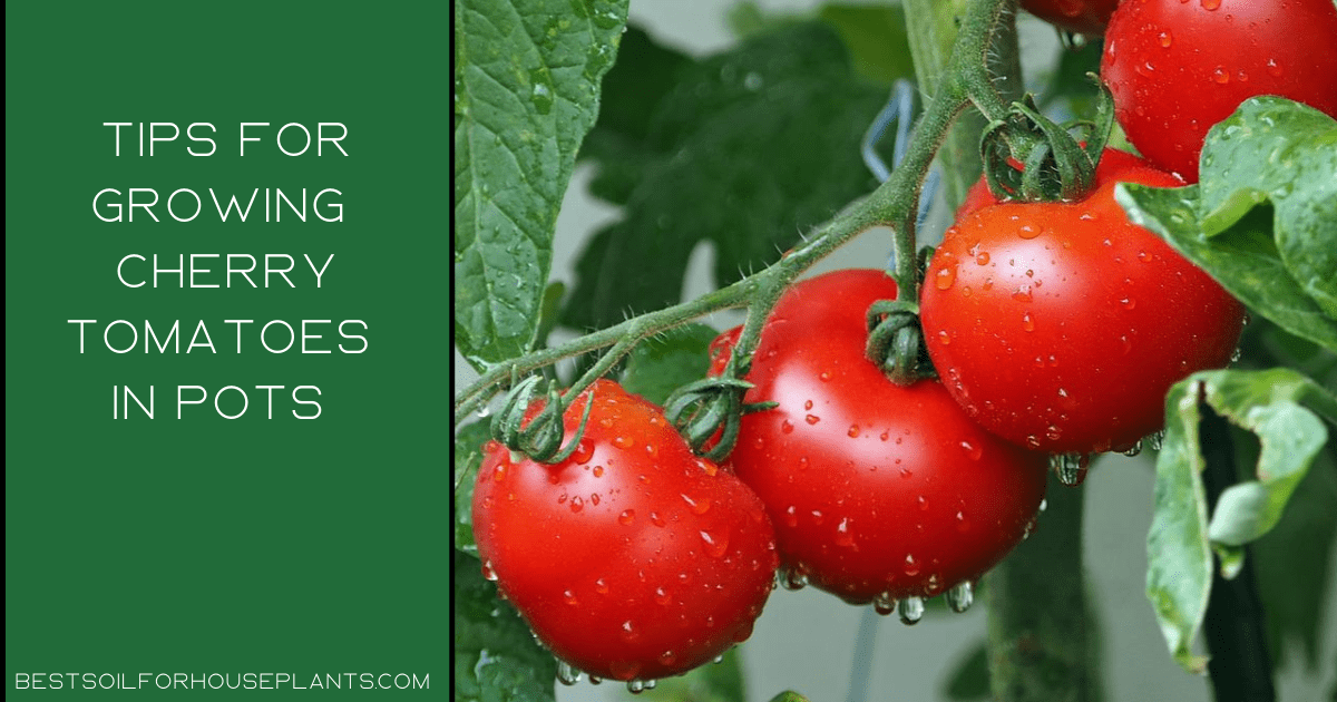 Tips For Growing Cherry Tomatoes In Pots