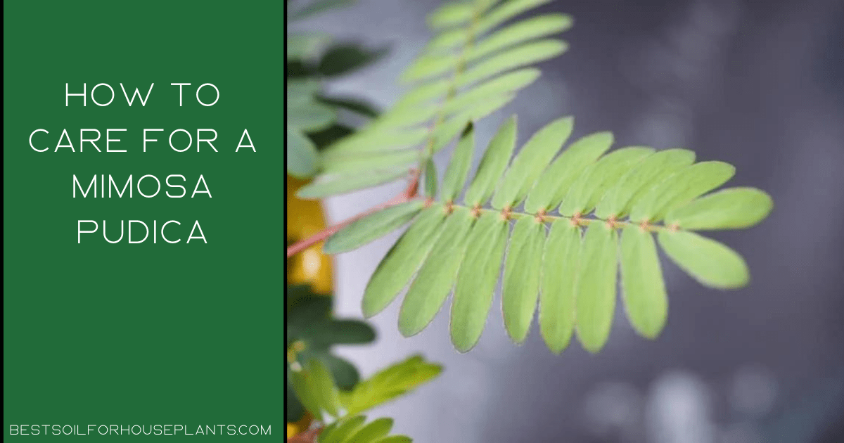 How to care for a Mimosa Pudica