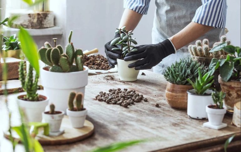 Best Soil For Houseplants: A Detailed Buying Guide 2022