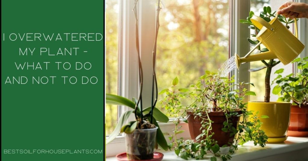 I Overwatered My Plant Top 10 Ways To Save A Plant At Home