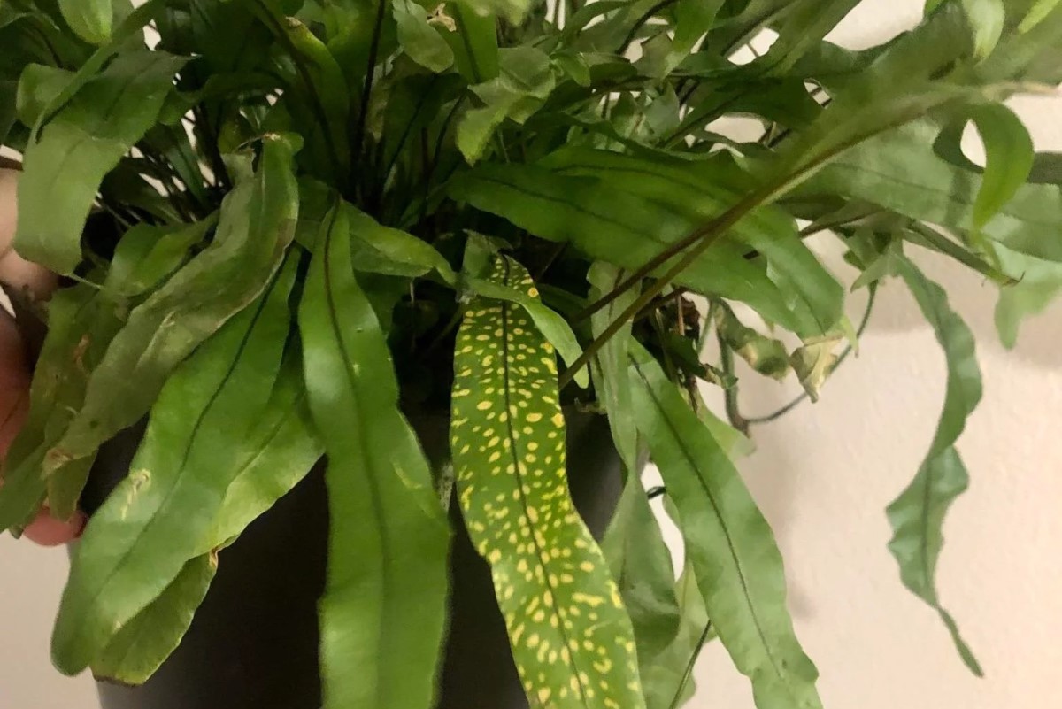 Kangaroo Paw Fern Problems The Complete User Guide 2022