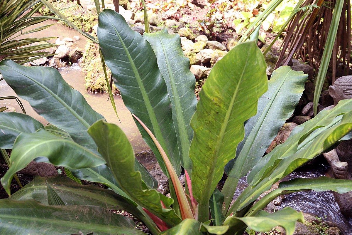 Blushing Philodendron Top Basic Rules For Caring For Plant