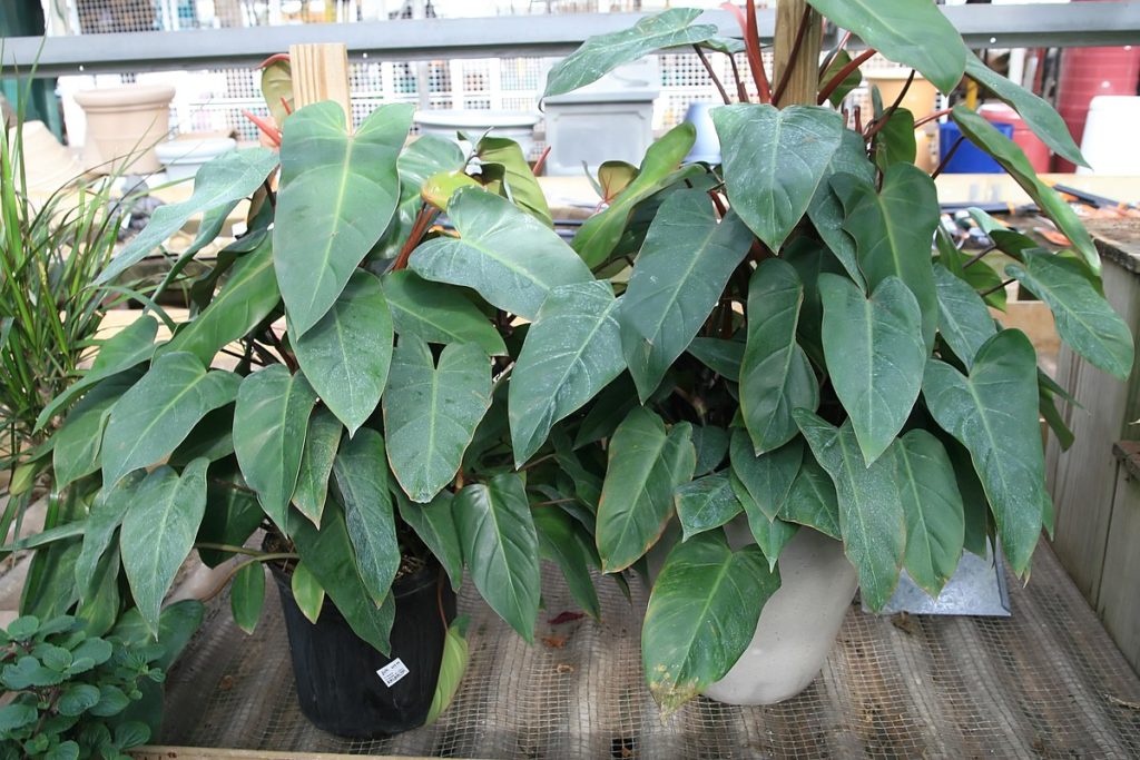 Blushing Philodendron