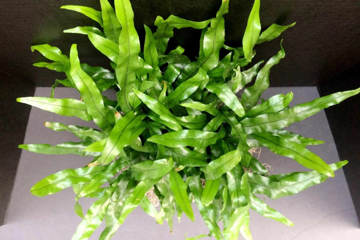 Kangaroo Paw Fern Problems The Complete User Guide 2022