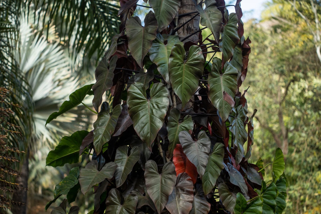 Blushing Philodendron