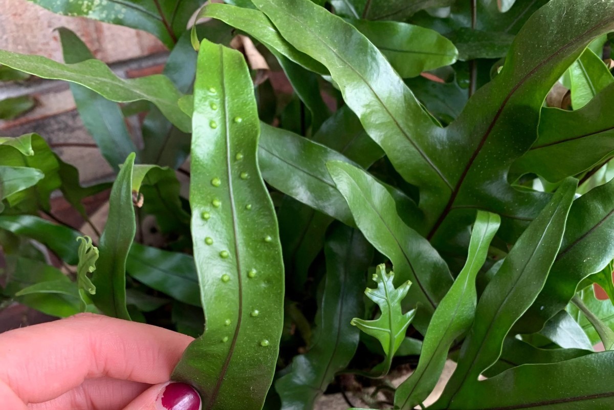 Kangaroo Paw Fern Problems The Complete User Guide 2022