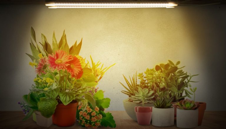 Best Full Spectrum Led Grow Lights Review. Fresh Information