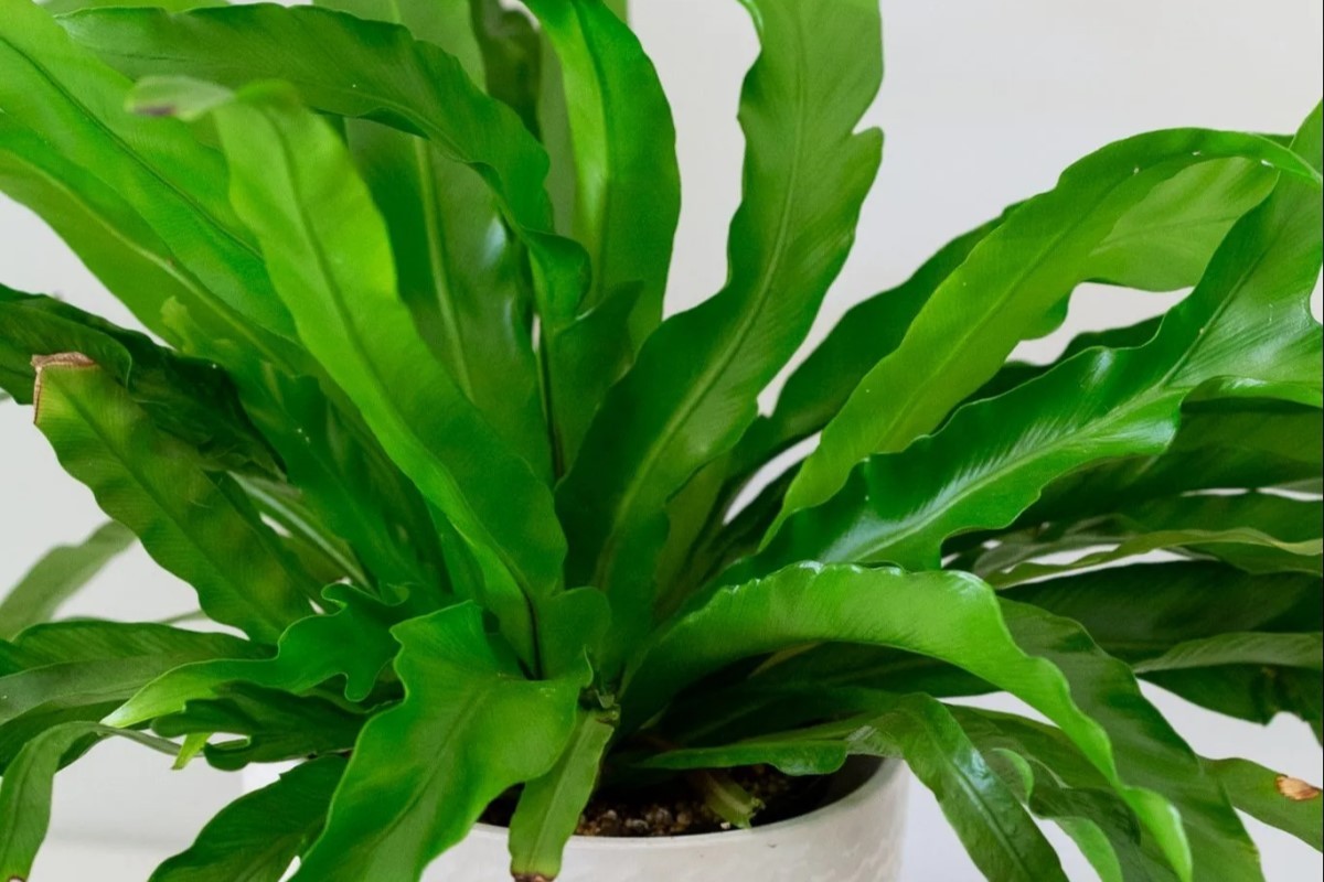 Kangaroo Paw Fern Problems The Complete User Guide 2022