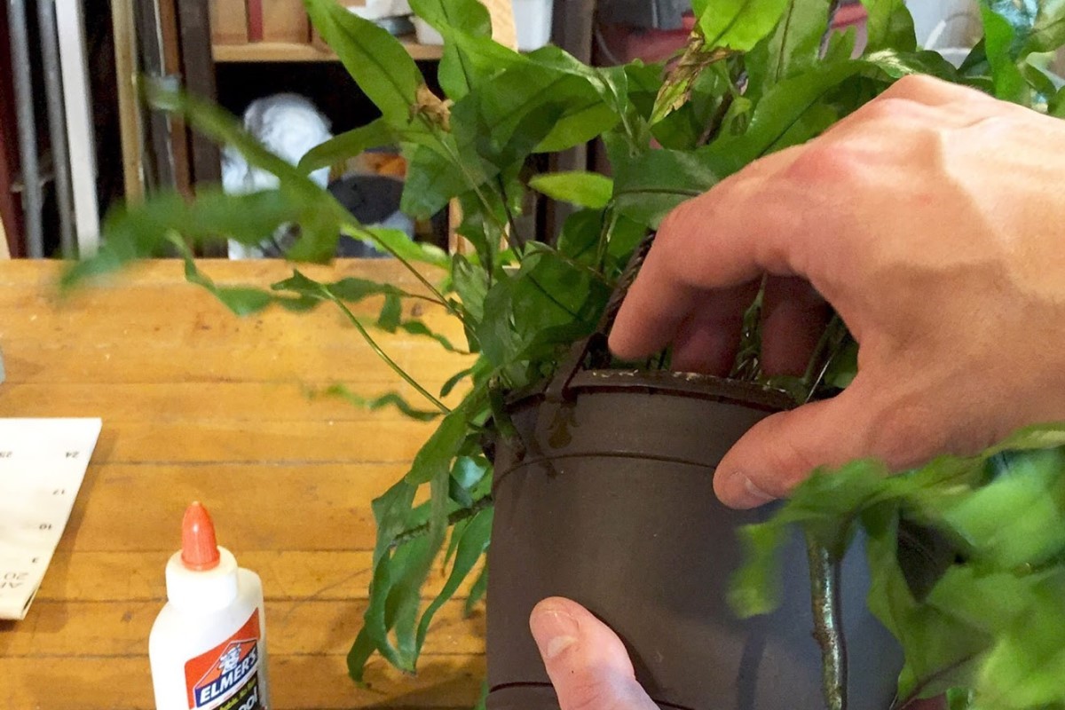 Kangaroo Paw Fern Problems The Complete User Guide 2022