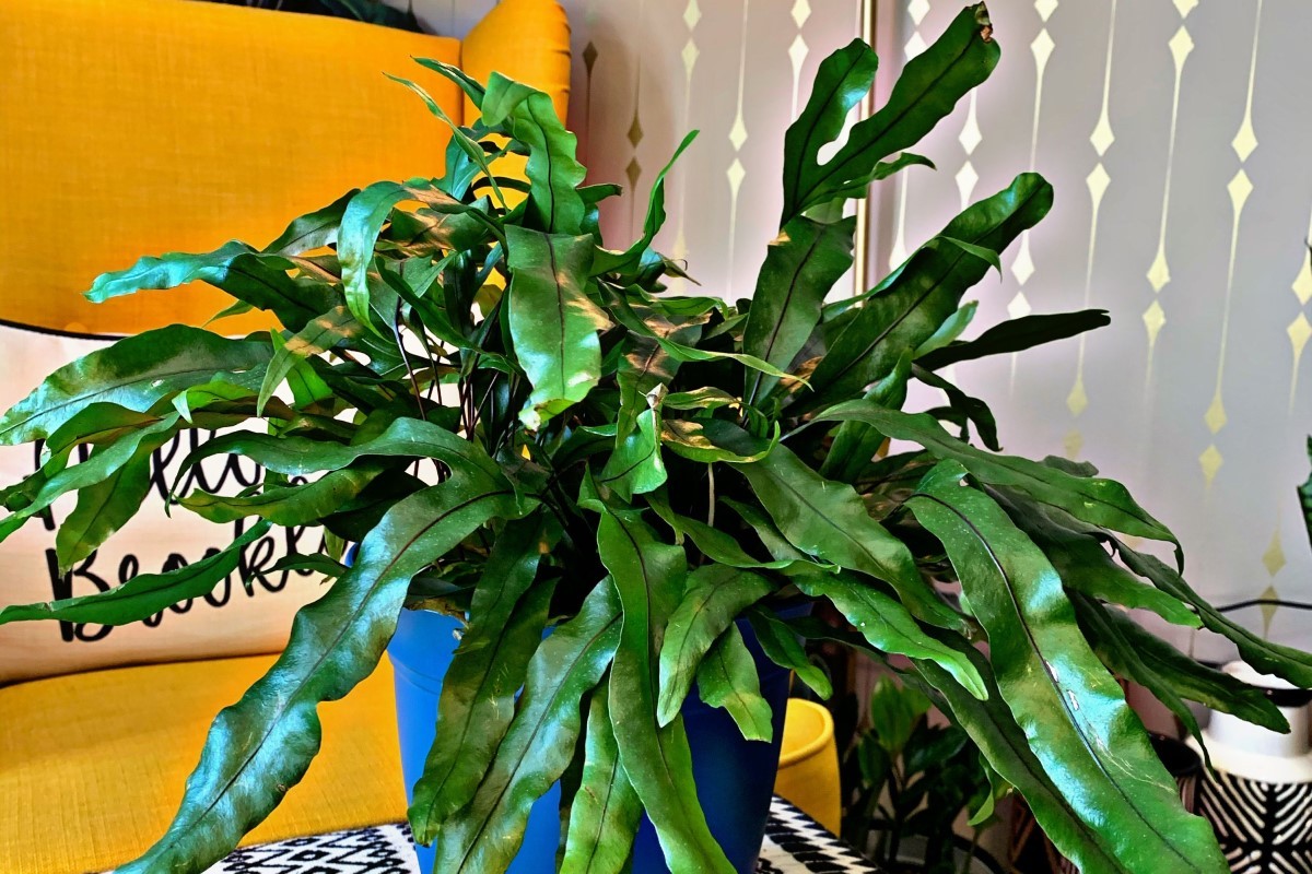 Kangaroo Paw Fern Problems The Complete User Guide 2022