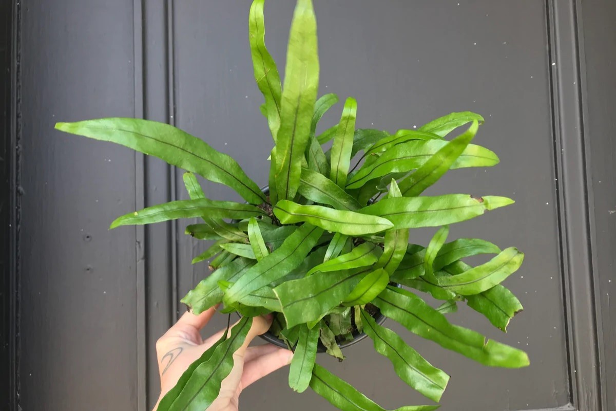 Kangaroo Paw Fern Problems The Complete User Guide 2022