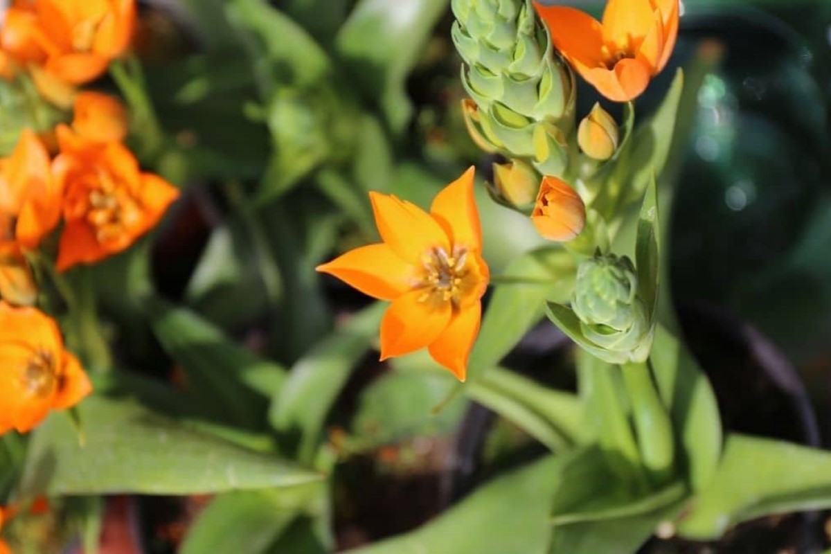 Orange Star Houseplant Care A Complete User Guide 2022