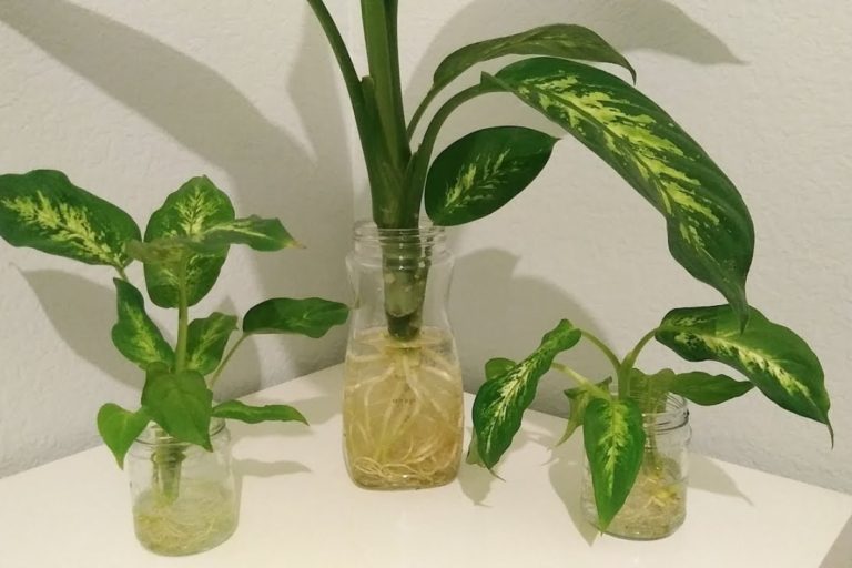 Dieffenbachia Leggy The Complete Guide To Growing 2022