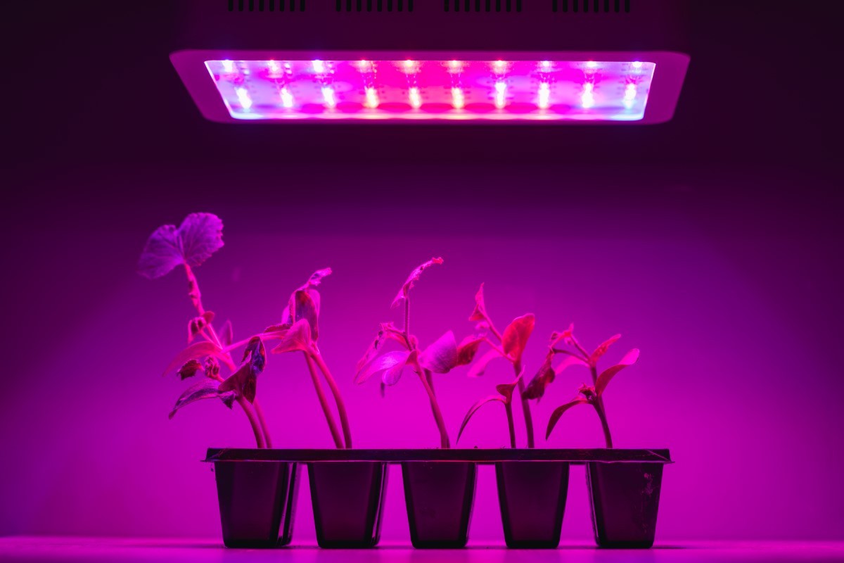 Best Full Spectrum Led Grow Lights Review. Fresh Information