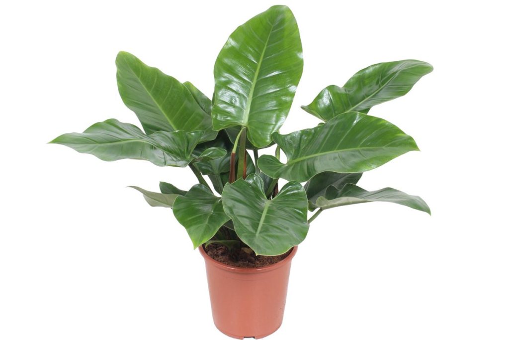 Blushing Philodendron