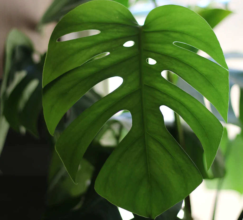 Monstera leaves unfurling 02