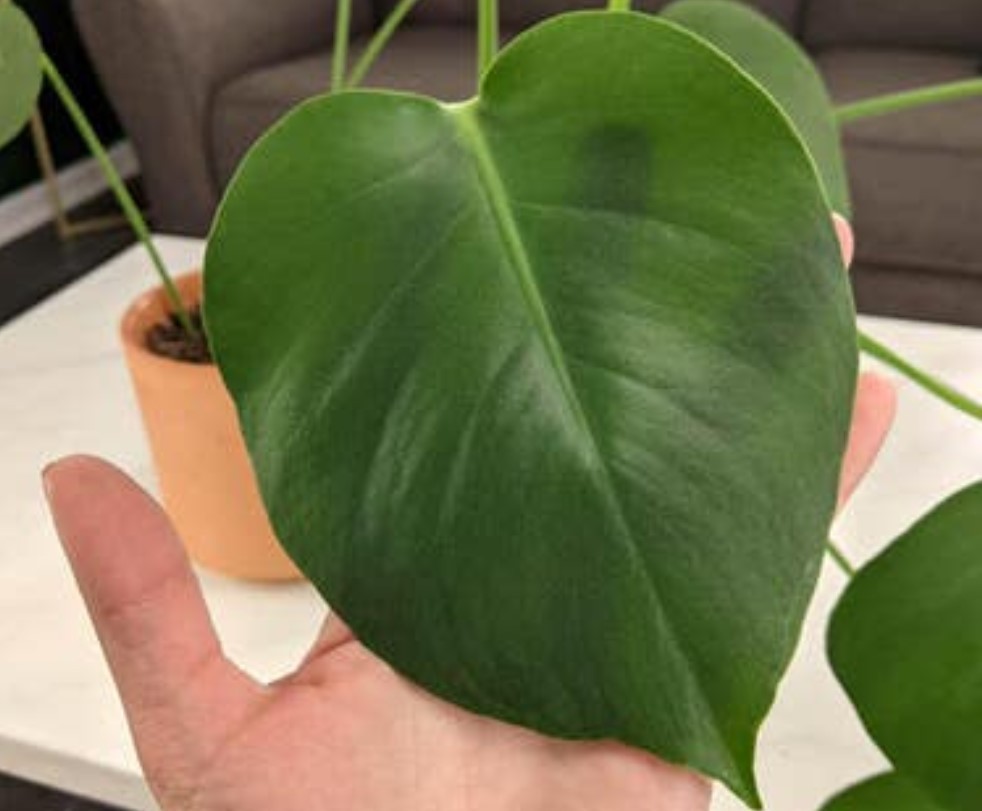 Monstera leaves unfurling 06