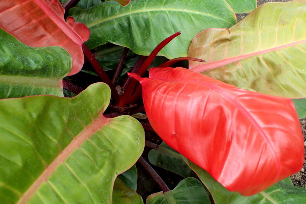 Blushing Philodendron