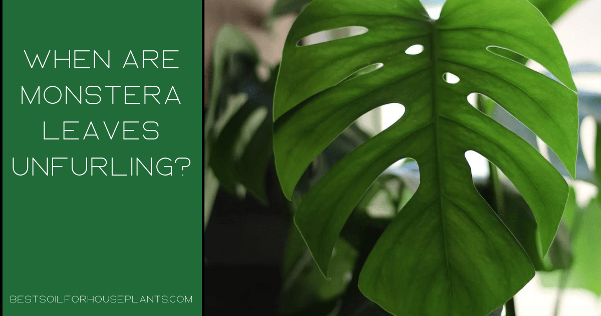 Monstera leaves unfurling: 7 helpful tips to get a nice leaf