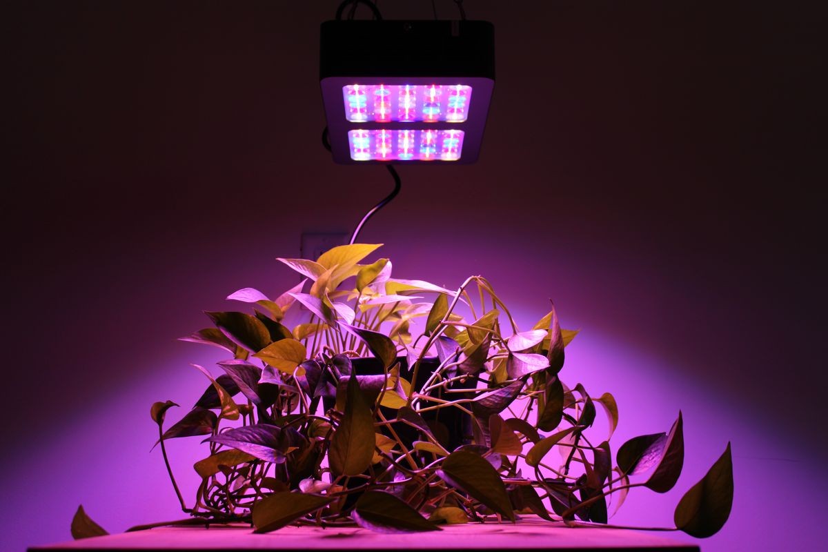 Best Full Spectrum Led Grow Lights Review. Fresh Information