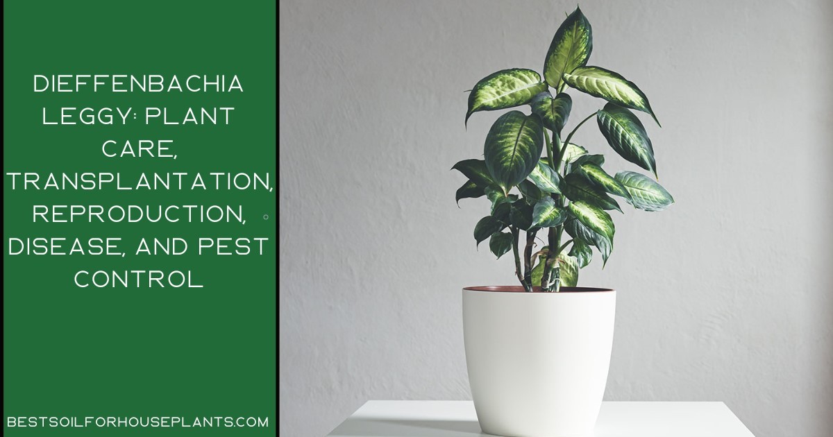 Dieffenbachia leggy: the complete guide to growing 2022