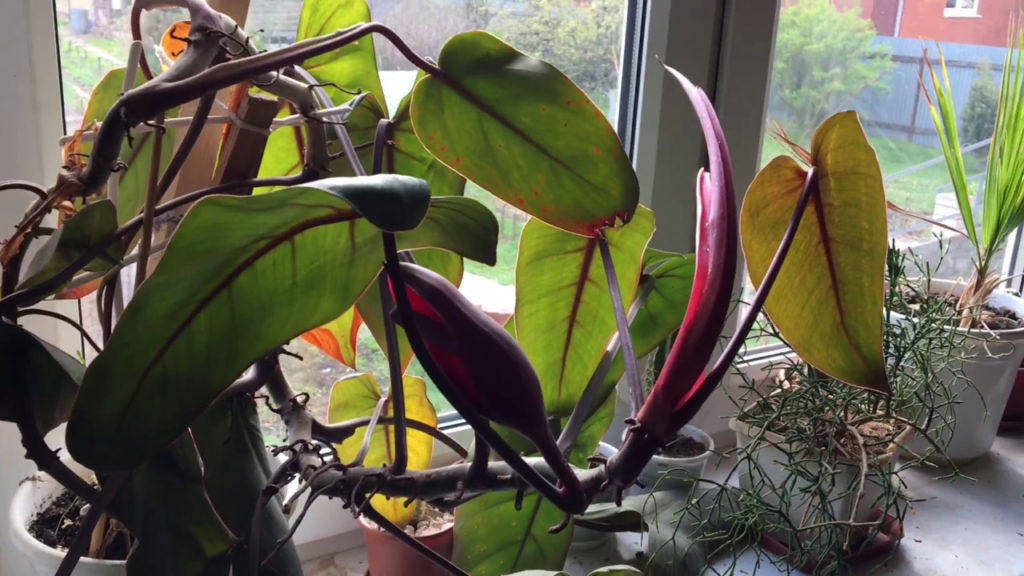 Blushing Philodendron